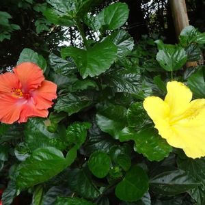 Meet your Posher, Letitia